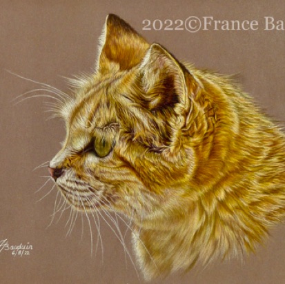 Sand Cat portrait - 24 hours
Brown Pastelmat
9.5" x 13.5"
Ref: My own photo